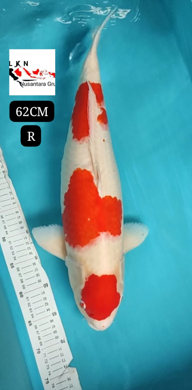 SUPER KOHAKU JUMBO CALON KOLEKSI DI KOLAM SULTAN MOHON BACA DESKRIPSI IKAN TITIPAN BLITAR 60cm