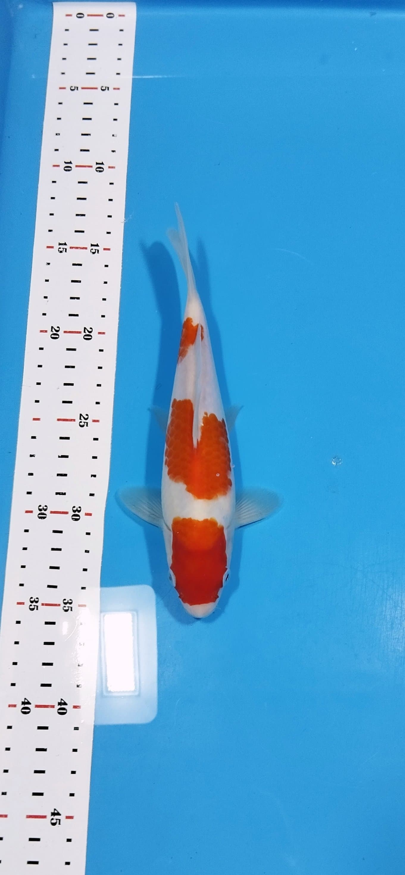 KOHAKU 21cm