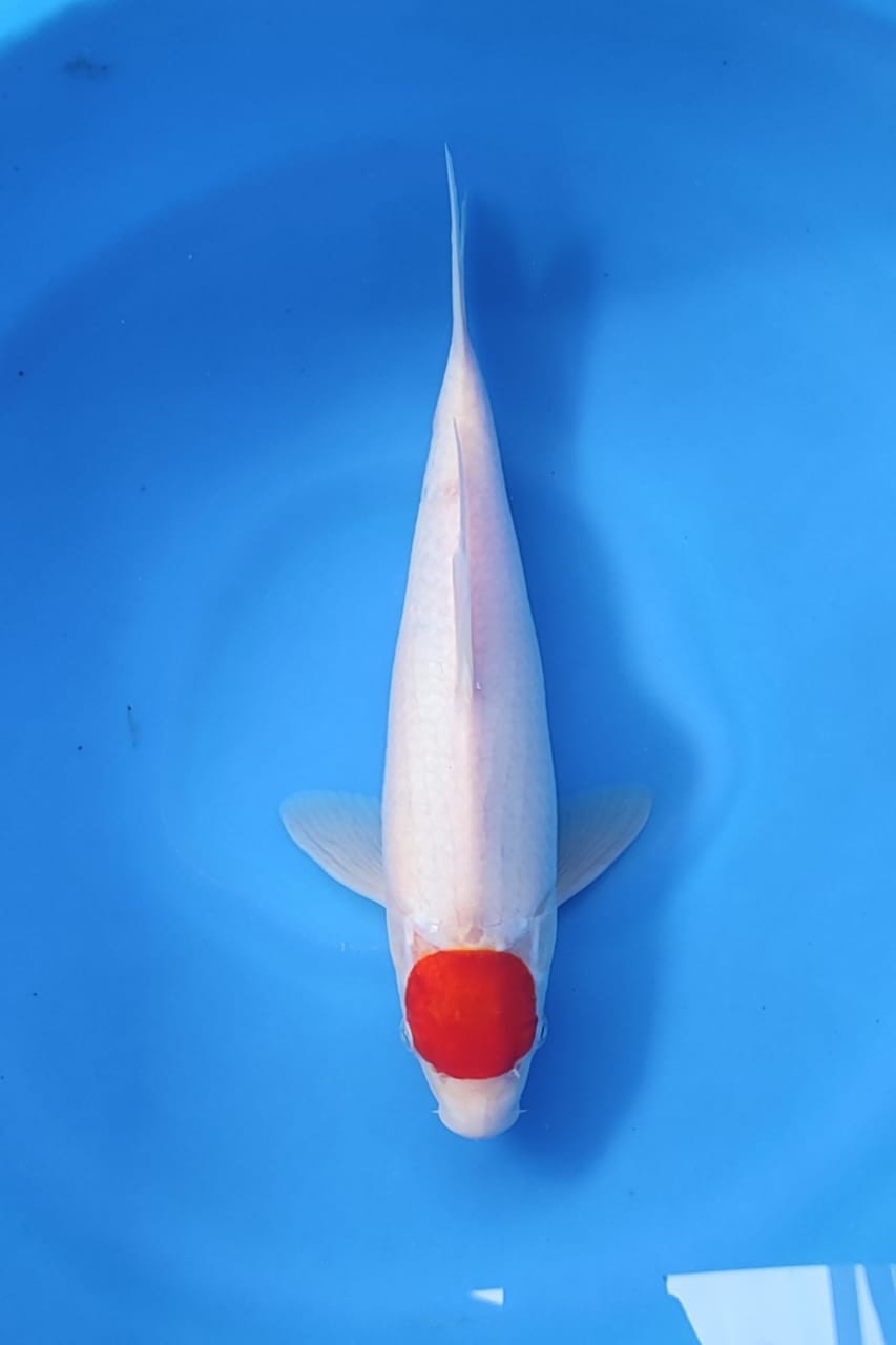 TANCHO KOHAKU F1 CALON JUMBO SUPER 35cm