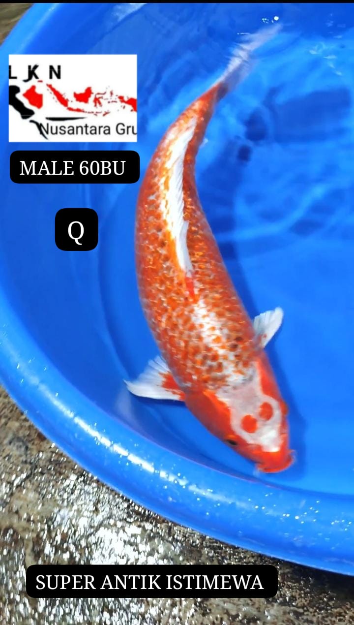 KOI SUPER ANTIK HIASAN DI KOLAM ANDA JUMBO MALE MOHON BACA DESKRIPSI IKAN TITIPAN DARI BLITAR 60BU 58cm