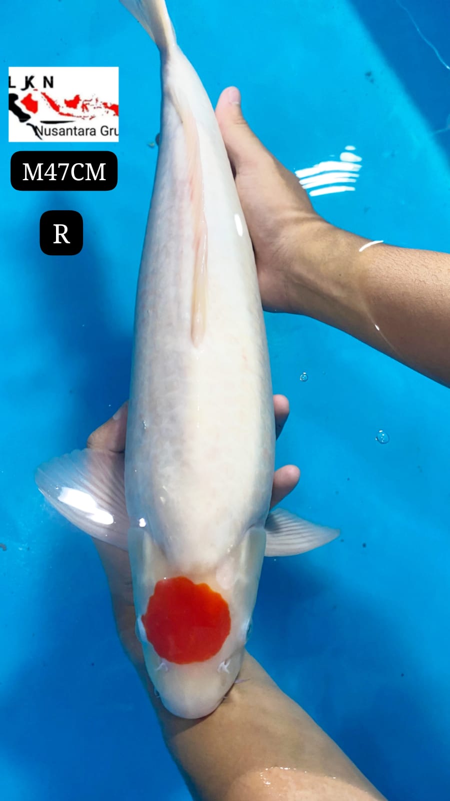 SUPER THANCO KOHAKU JUMBO MALE IKAN IDAMAN PARA SULTAN MOHON BACA DESKRIPSI IKAN TITIPAN DARI KARAWANG 47cm