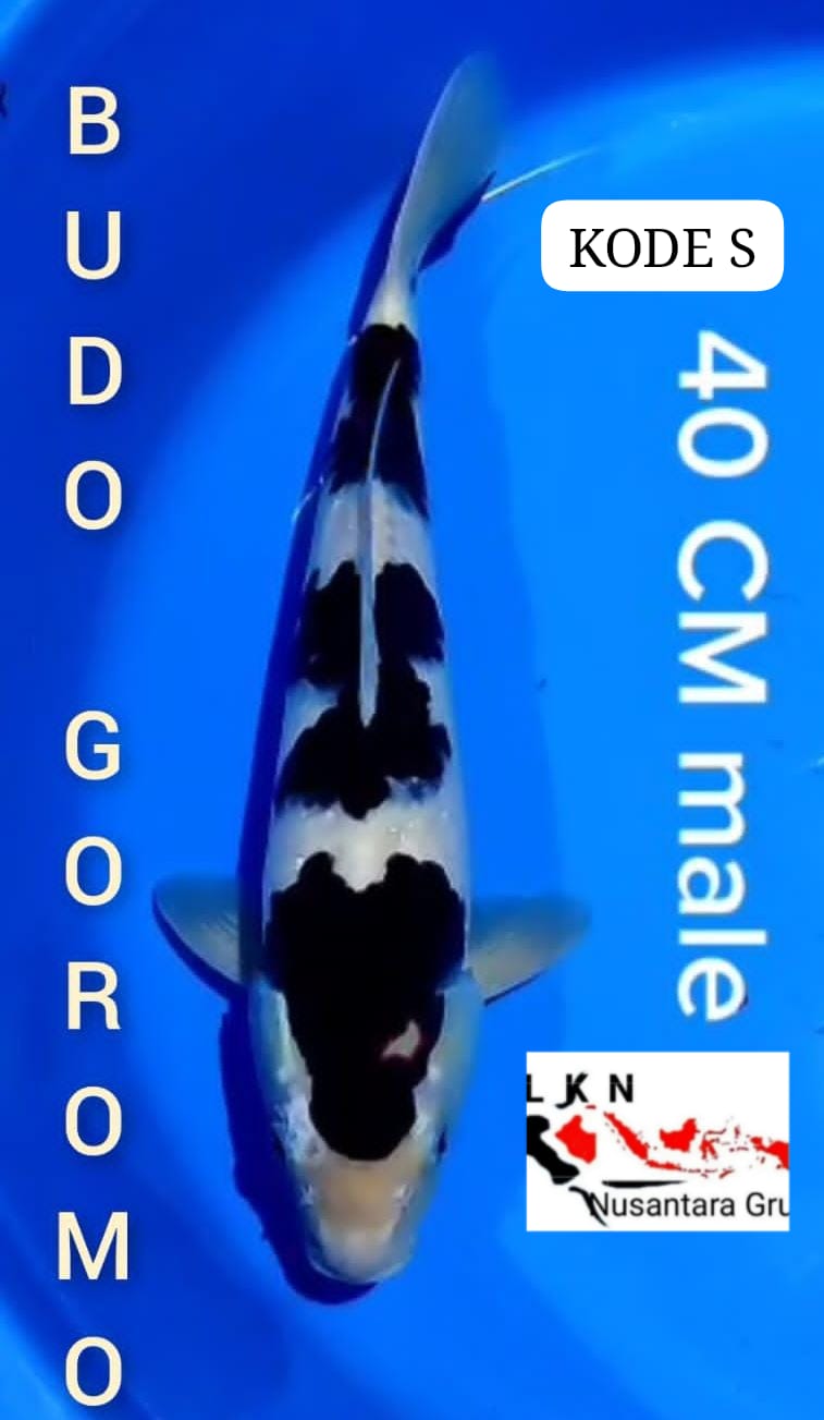 BODOGOROMO SQ MALE MOHON BACA DESKRIPSI IKAN TITIPAN DARI BLITAR 40cm