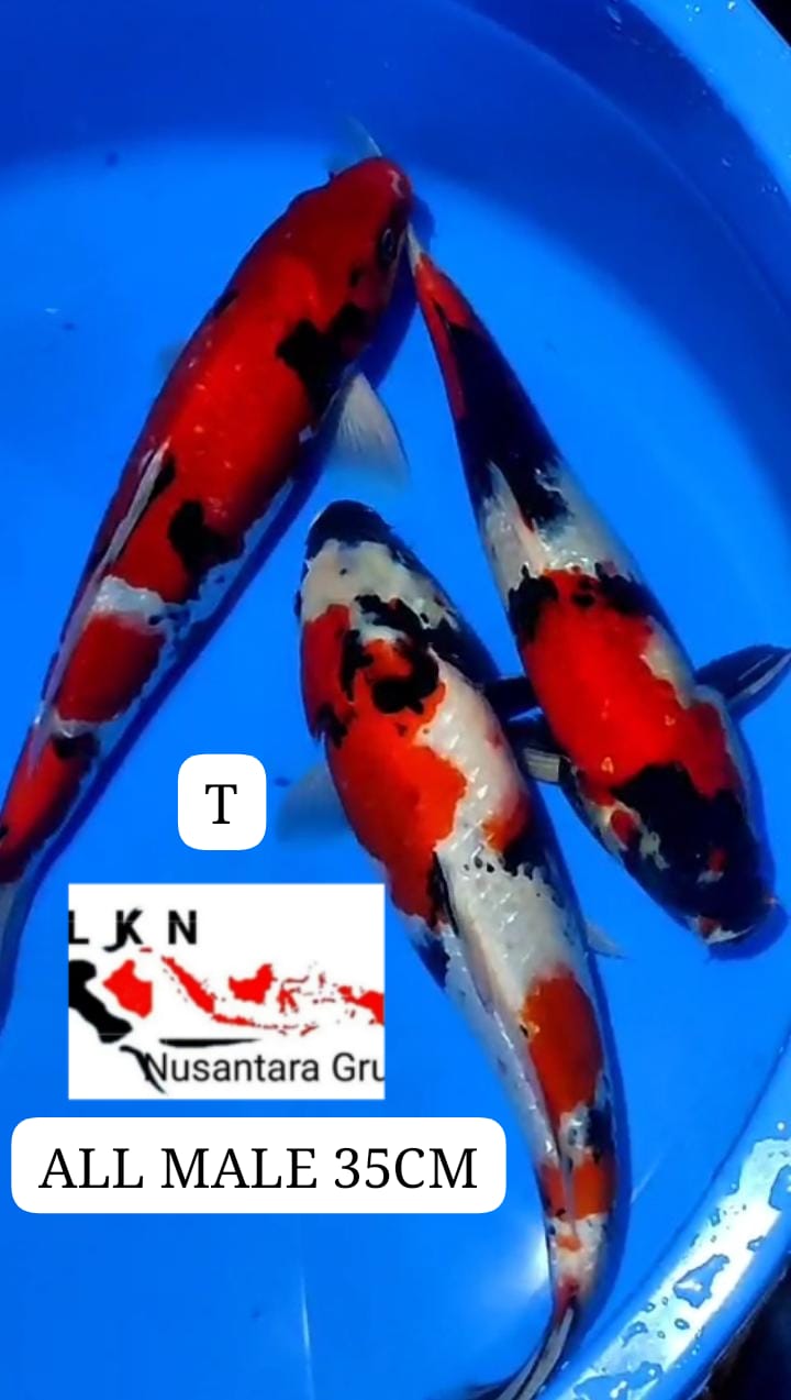 PKT 3 EKOR SHOWA GINRIN ALL MALE MOHON BACA DESKRIPSI IKAN TITIPAN BLITAR 35cm