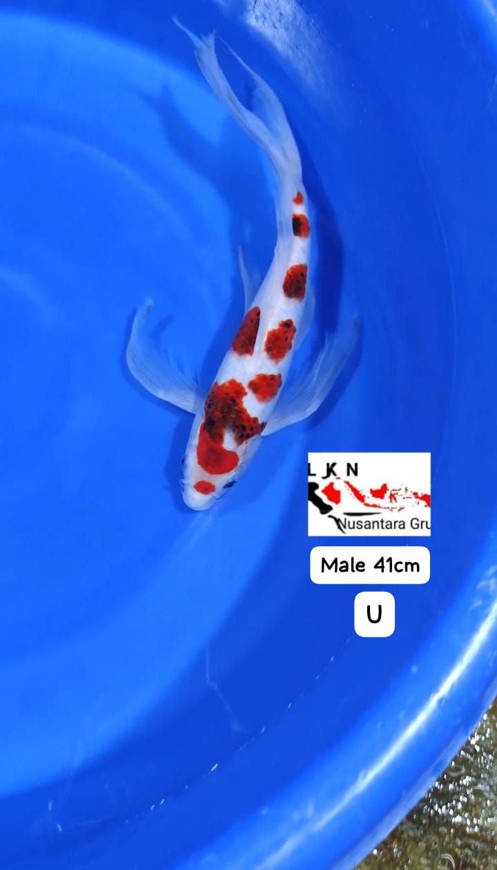 SLAYER AIGOROMO MALE KOI HIASAN KOLAM SULTAN MOHON BACA DESKRIPSI 41cm