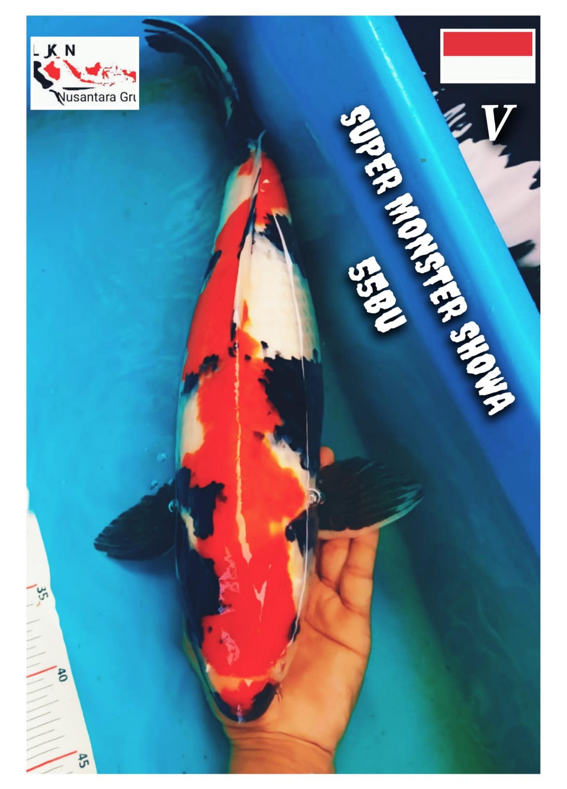 SUPER MONSTER KOLAM SHOWA SHANSOKU ISTIMEWA IKAN IDAMAN PARA SULTAN MOHON BACA DESKRIPSI IKAN DI BKC 55BU 53cm