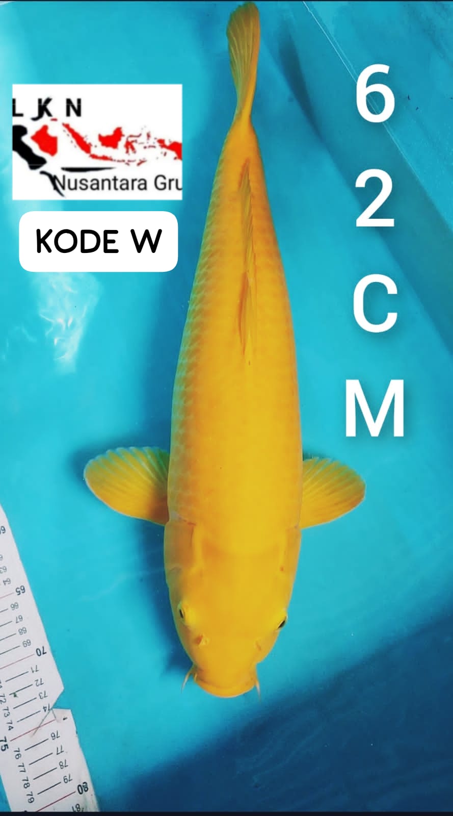 JUMBO KARASYI MOHON BACA DESKRIPSI IKAN TITIPAN DARI OWNER BLITAR 62cm