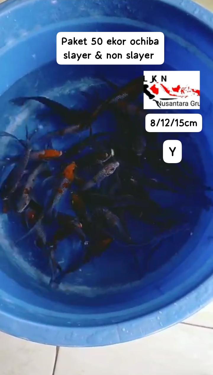 PKT 50 EKOR OCHIBA SLAYER DAN NON SLAYER MOHON DI BACA DESKRIPSI IKAN DI OWNER BKC 81215cm