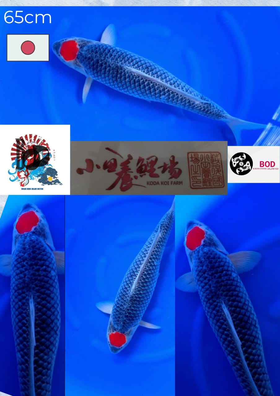 TANCHO GHOSIKI KODA KOI FARM 65cm