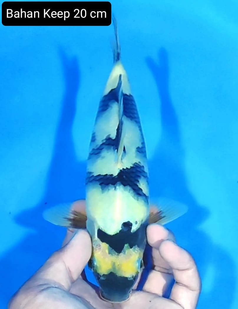 BAHAN KEEP SHIRO 20cm