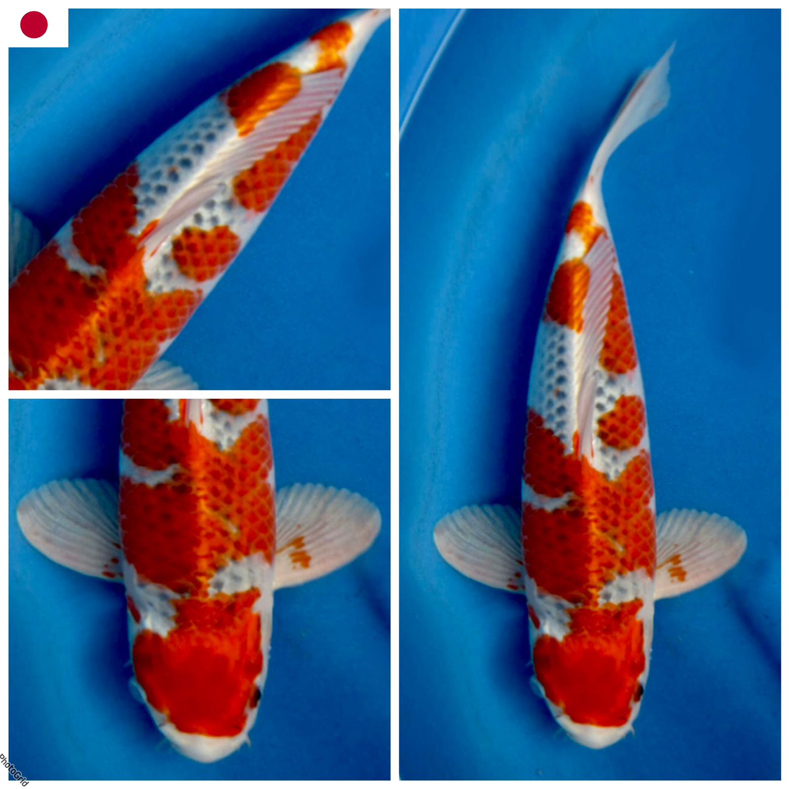 KUJAKU F1 MARUSAI MALE 40cm