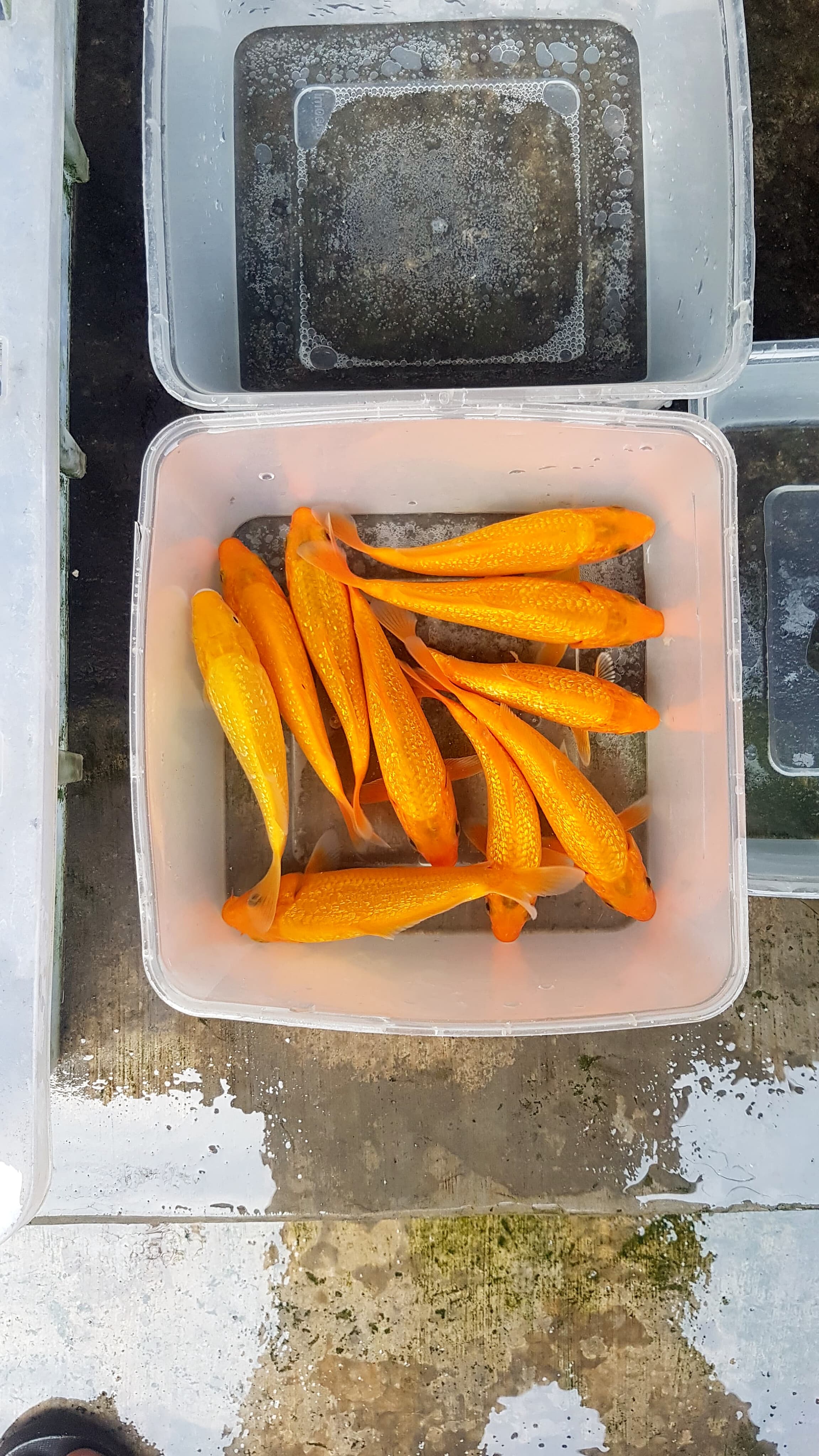 PAKET BIBITAN POLOSAN MIX 10EKOR FUULL GINRIN GRAD A JOOSS 1315cm