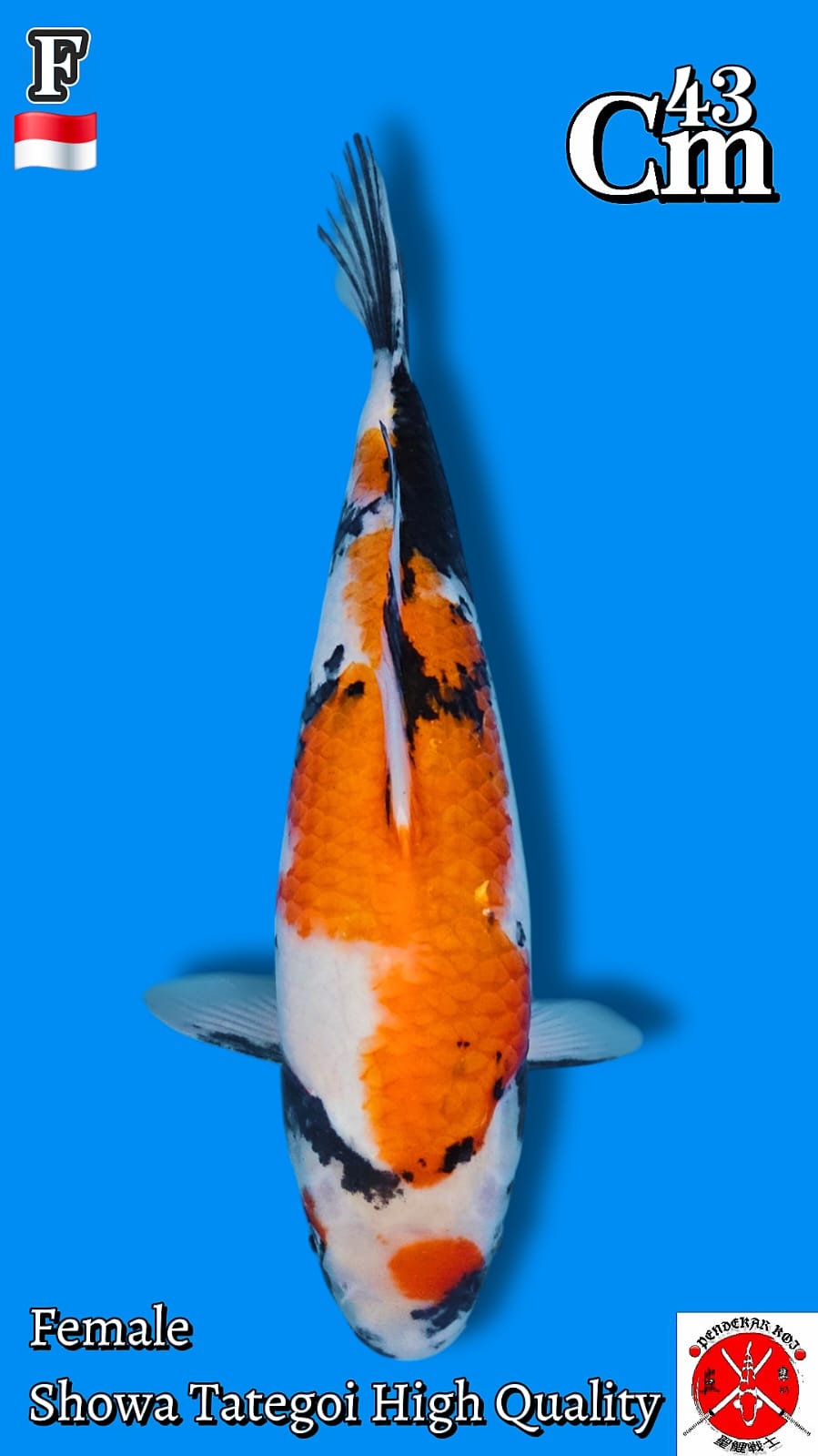 SHOWA TATEGOI 43cm