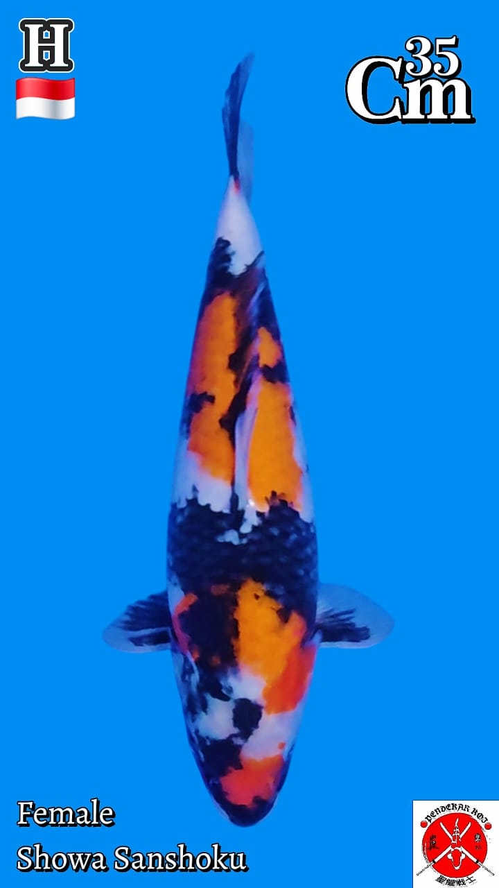 SHOWA SANSHOKU 35cm