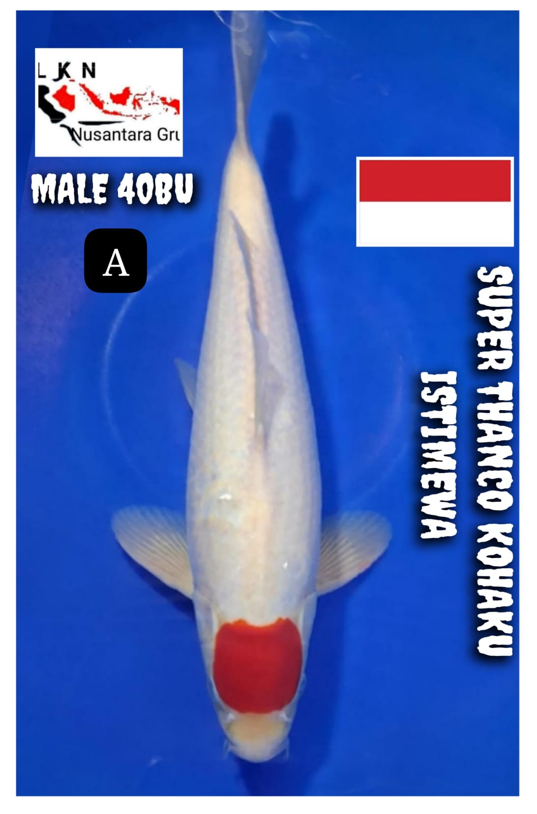 SUPER THANCO KOHAKU MALE ISTIMEWA IKAN TITIPAN DARI OWNER BLITAR 40BU 38cm