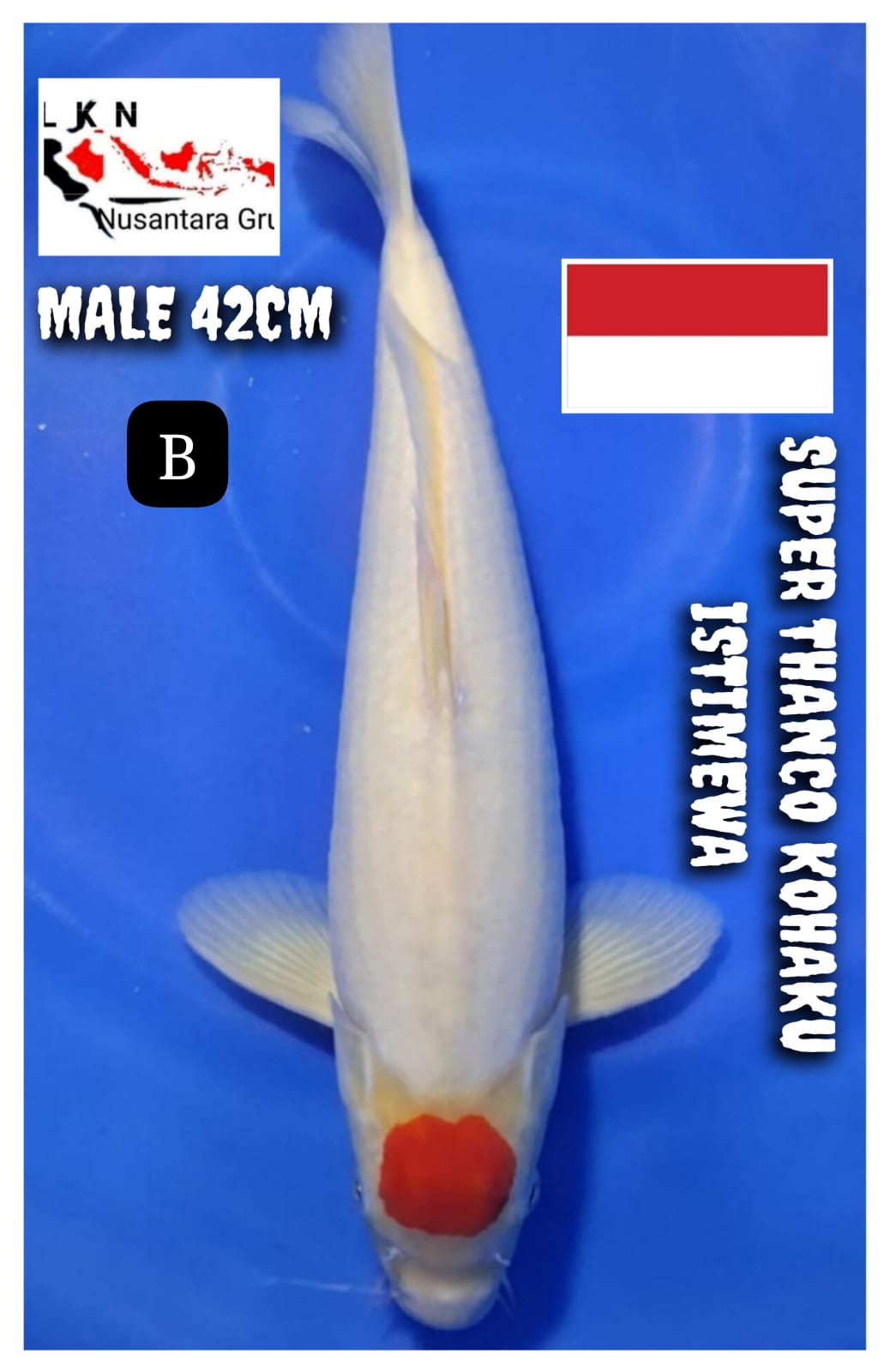 SUPER THANCO KOHAKU MALE ISTIMEWA IKAN TITIPAN DARI OWNER BLITAR 42cm
