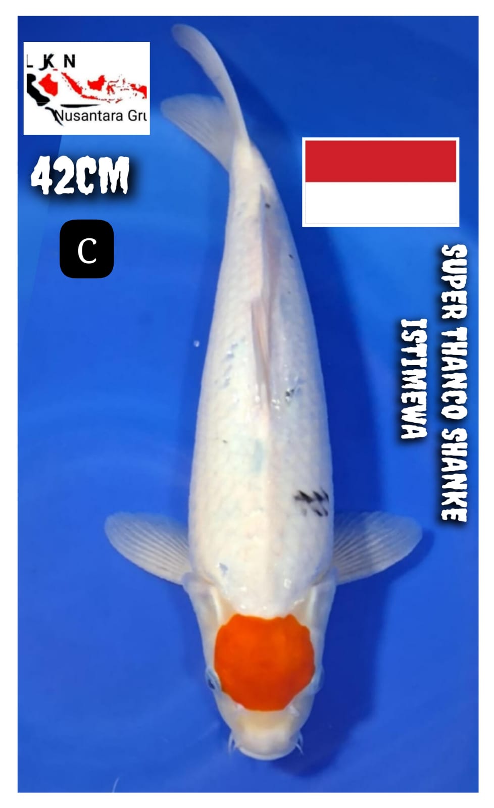 SUPER THANCO SHANKE UNCHEK ISTIMEWA IKAN TITIPAN DARI OWNER BLITAR 42cm