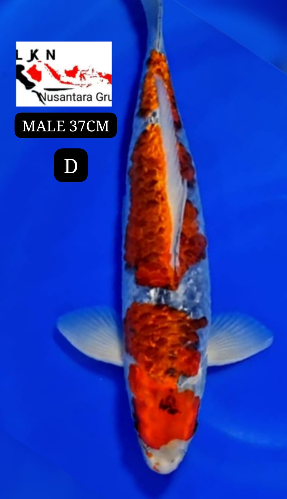 SUPER GHOSIKI MALE ORIGINAL IKAN TITIPAN DARI OWNER BLITAR 37cm