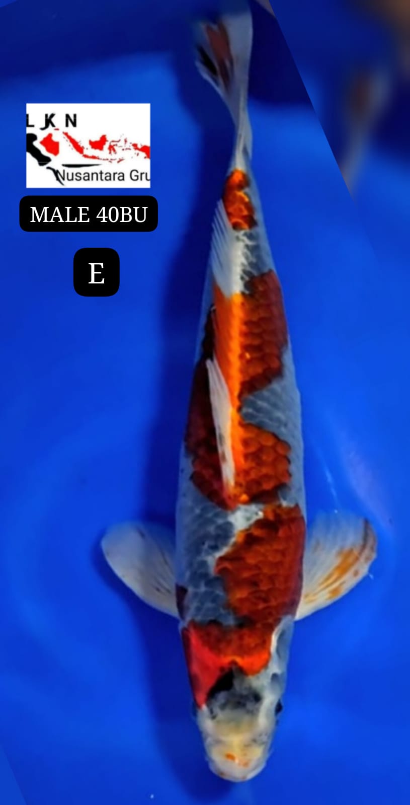 SUPER GHOSIKI MALE ORIGINAL IKAN TITIPAN DARI OWNER BLITAR 40BU 39cm