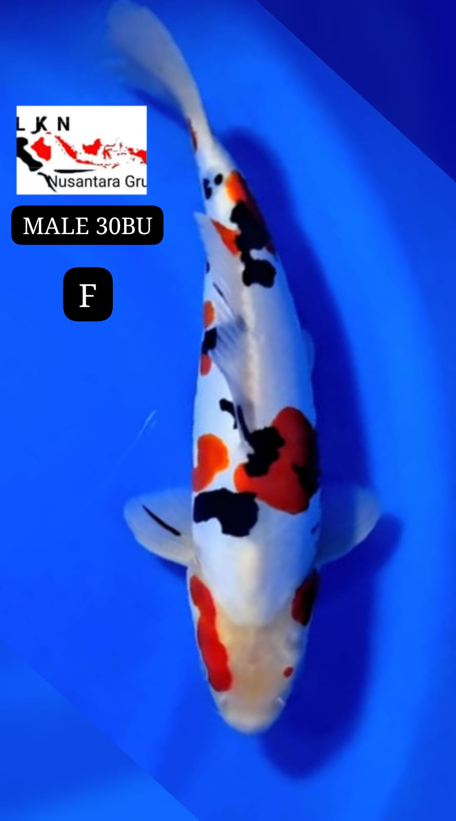 SUPER DOIT SHANKE MALE ORIGINAL IKAN TITIPAN DARI OWNER BLITAR 30BU 29cm