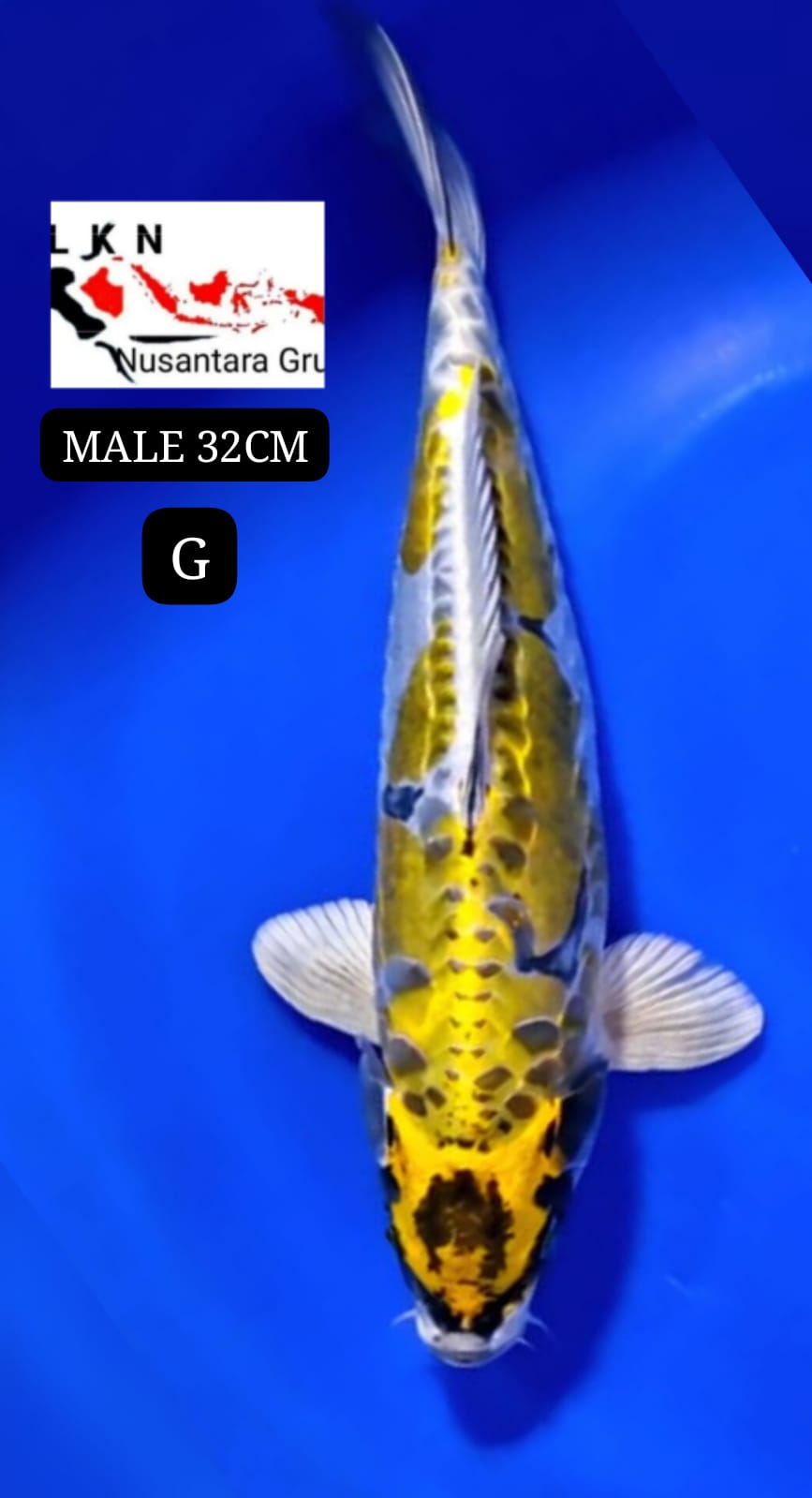 YELLOW KIKO MALE ANTIQUEN IKAN TITIPAN DARI OWNER BLITAR 32cm
