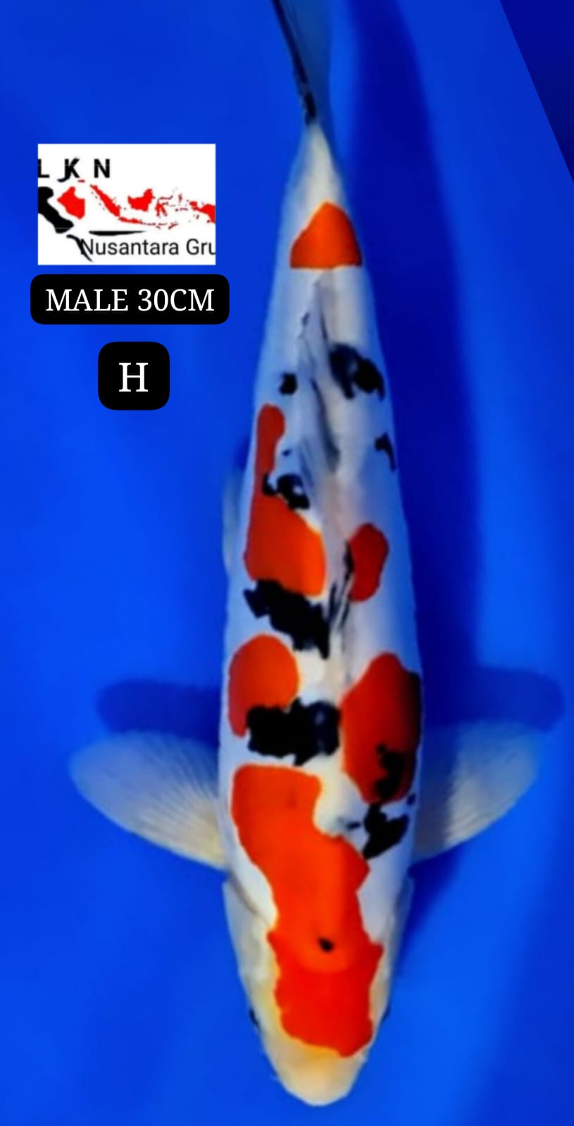 SUPER DOIT SHANKE MALE ORIGINAL IKAN TITIPAN DARI OWNER BLITAR 30cm