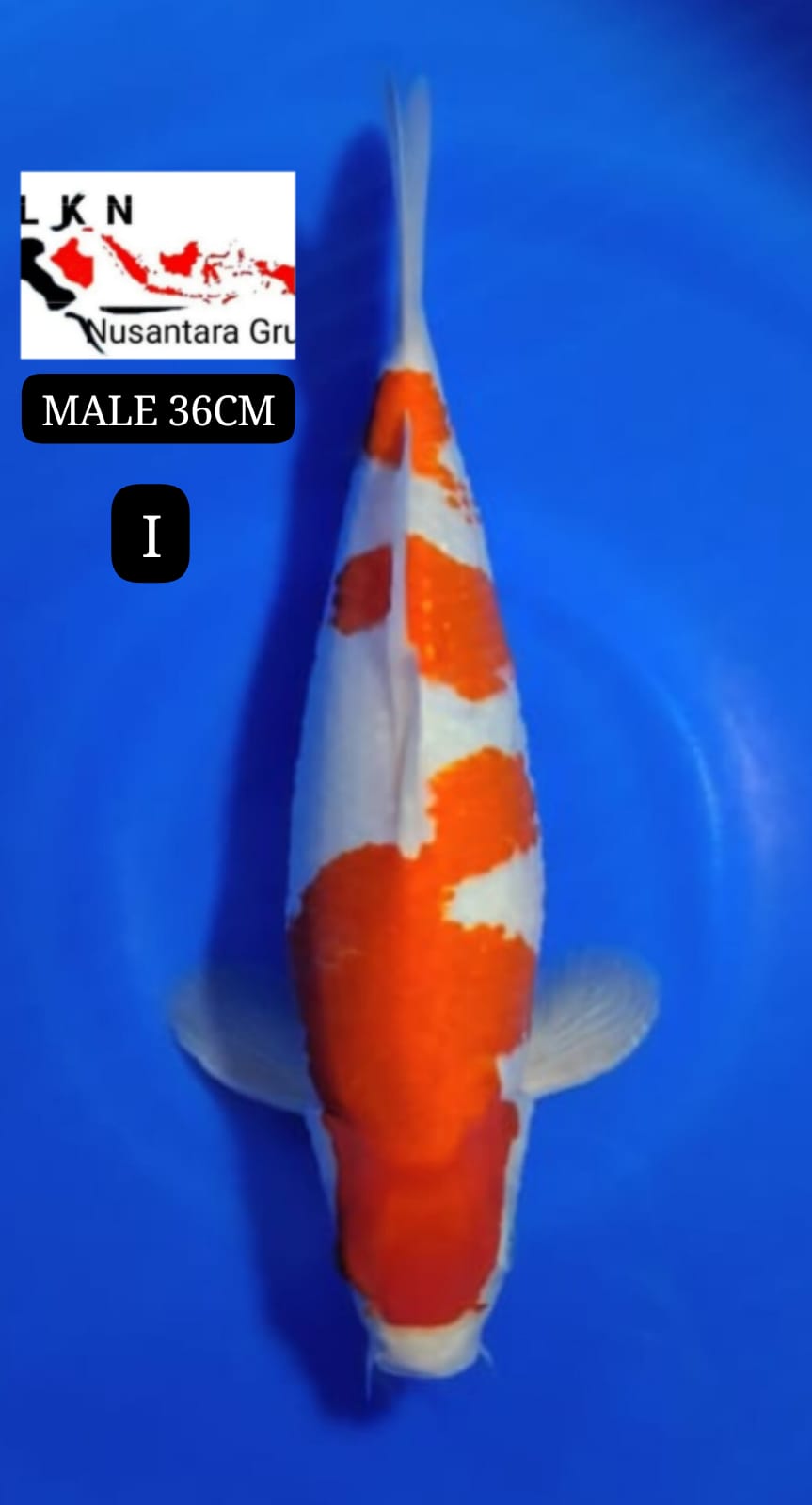 SUPER KOHAKU MALE ORIGINAL IKAN TITIPAN DARI OWNER BLITAR 36cm