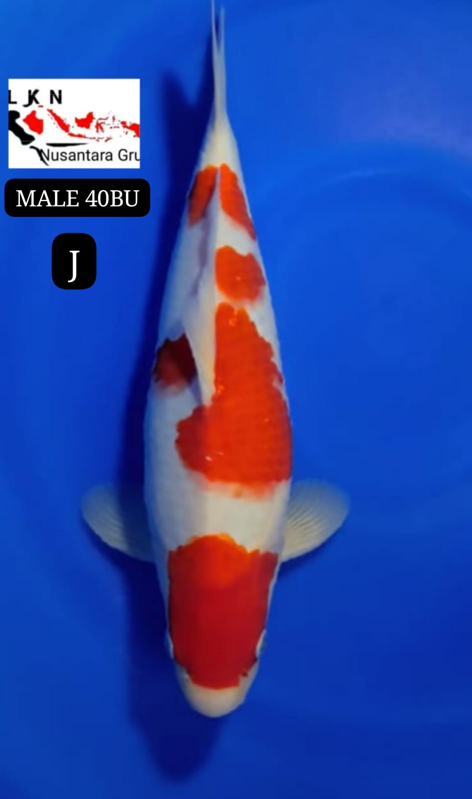 SUPER KOHAKU MALE ORIGINAL IKAN TITIPAN DARI OWNER BLITAR 40BU 38cm