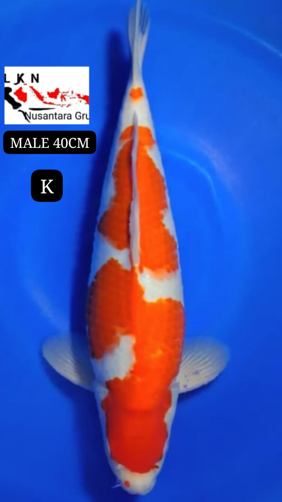 SUPER KOHAKU MALE ORIGINAL IKAN TITIPAN DARI OWNER BLITAR 40cm