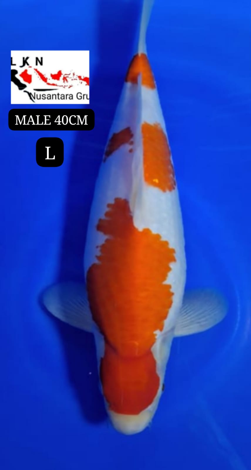 SUPER KOHAKU MALE ORIGINAL IKAN TITIPAN DARI OWNER BLITAR 40cm