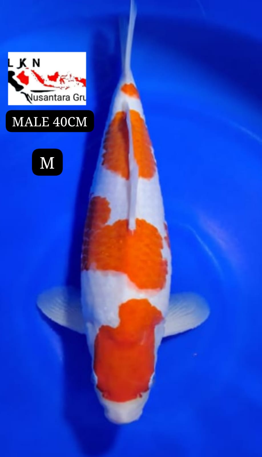 SUPER KOHAKU MALE ORIGINAL IKAN TITIPAN DARI OWNER BLITAR 40cm