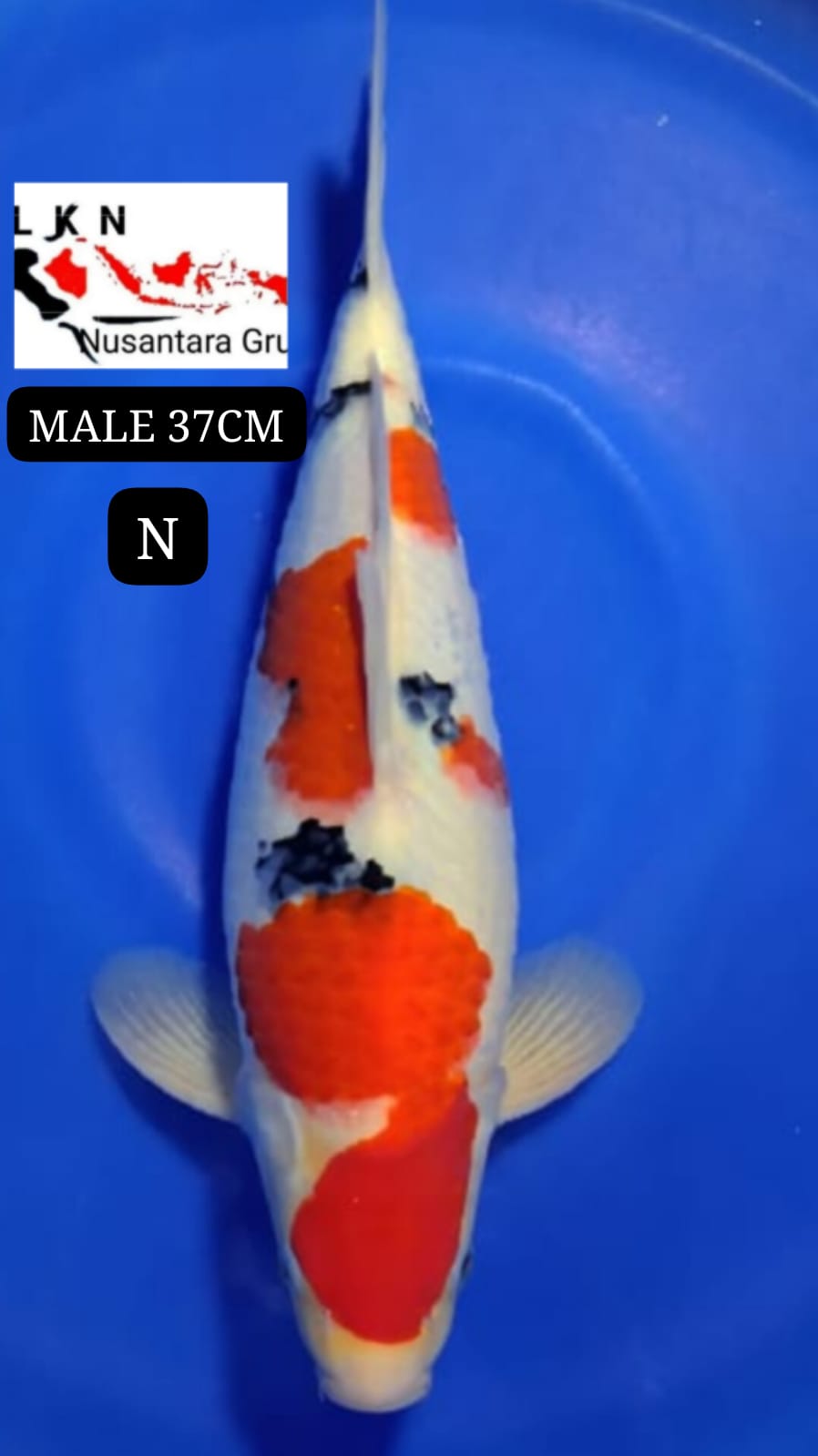 SUPER SHANKE MALE ORIGINAL IKAN TITIPAN DARI OWNER BLITAR 37cm