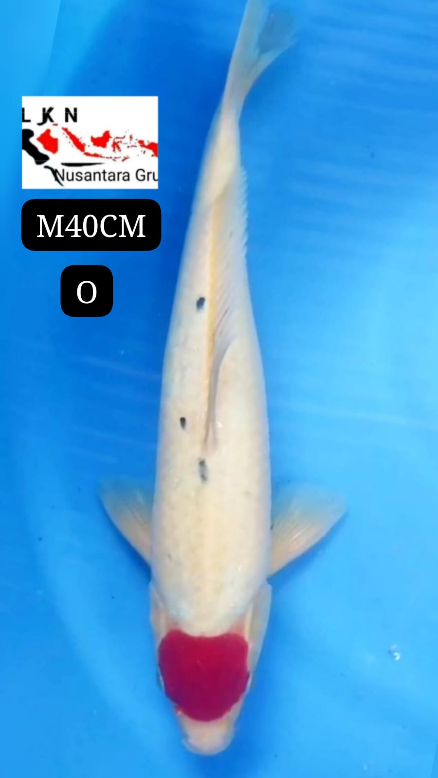 SUPER TC SHANKE MALE ORIGINAL IKAN TITIPAN DARI OWNER BLITAR 40cm