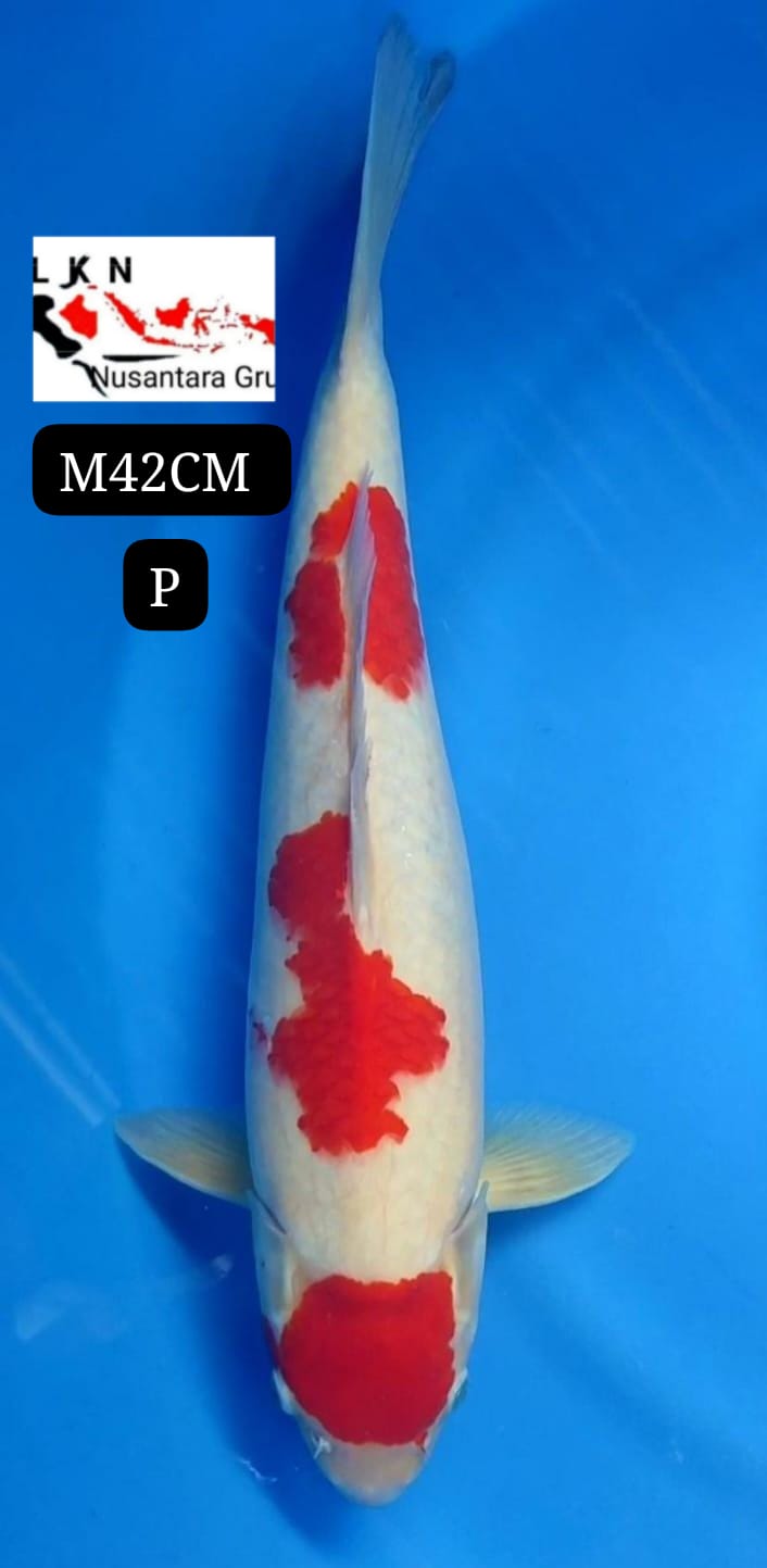 SUPER KOHAKU MALE ORIGINAL IKAN TITIPAN DARI OWNER BLITAR 42cm