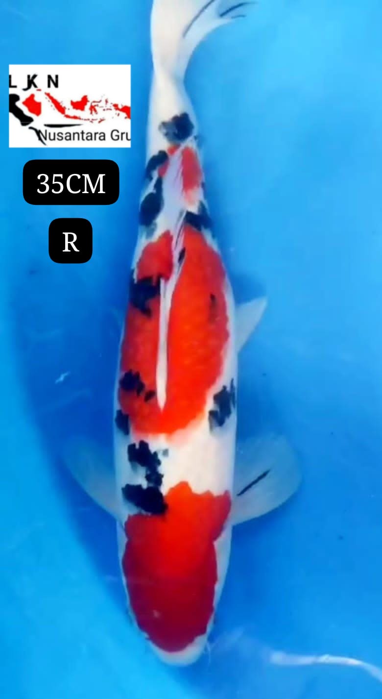 SUPER SHANKE ORIGINAL IKAN TITIPAN DARI OWNER BLITAR 35cm