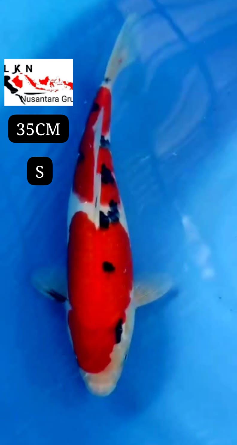 SUPER SHANKE ORIGINAL IKAN TITIPAN DARI OWNER BLITAR 35cm