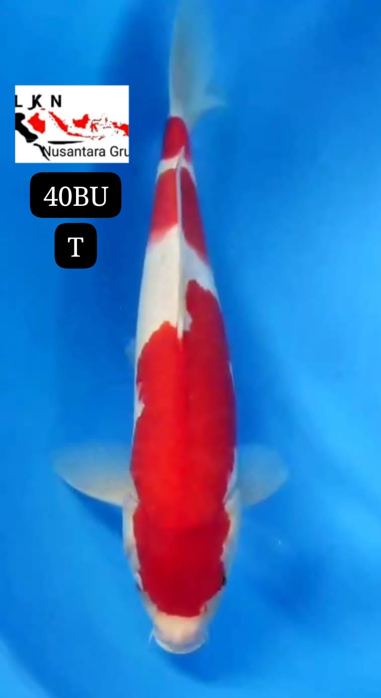 SUPER KOHAKU ORIGINAL IKAN TITIPAN DARI OWNER BLITAR 40BU 39cm