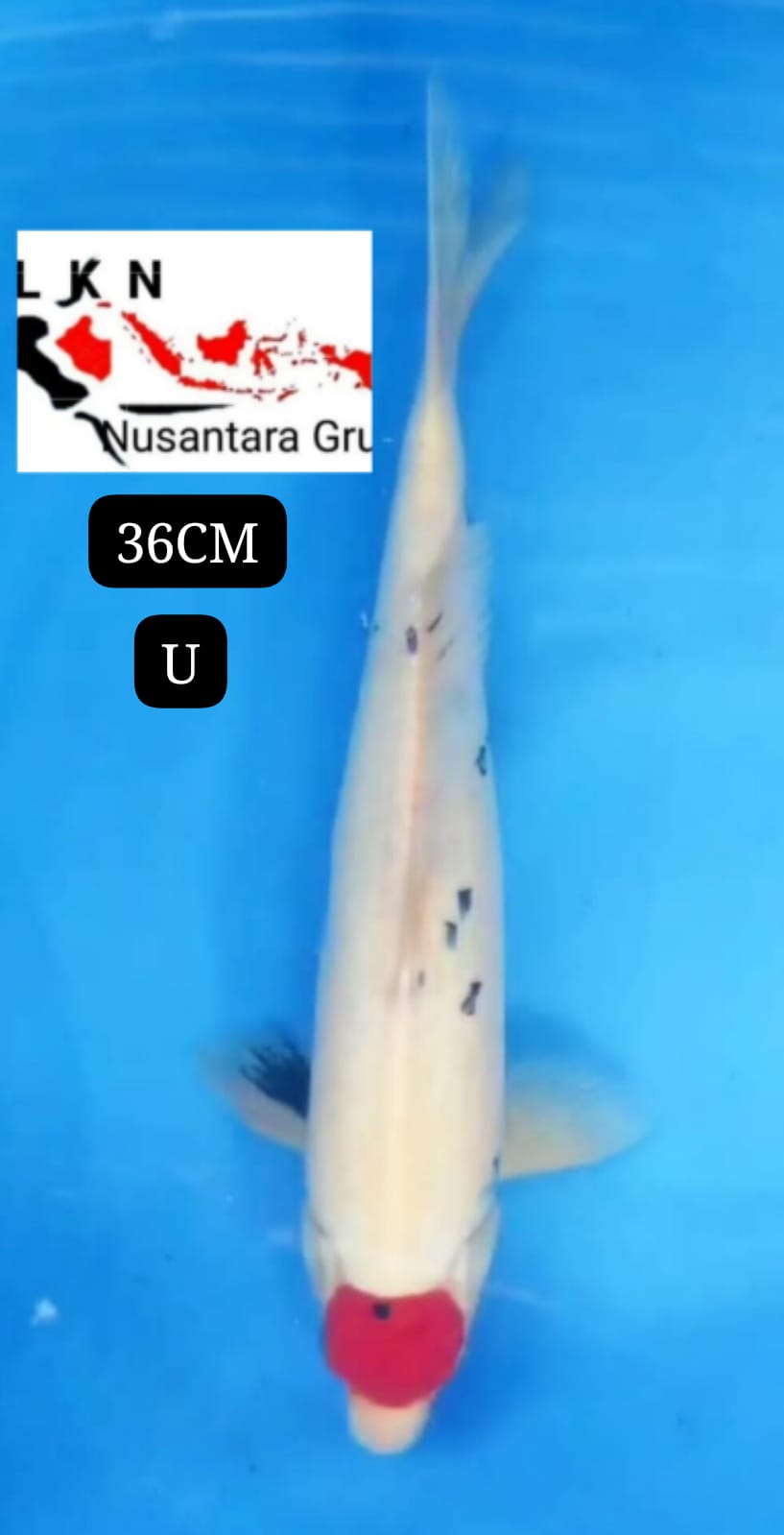 SUPER TC SHANKE ORIGINAL IKAN TITIPAN DARI OWNER BLITAR 36cm