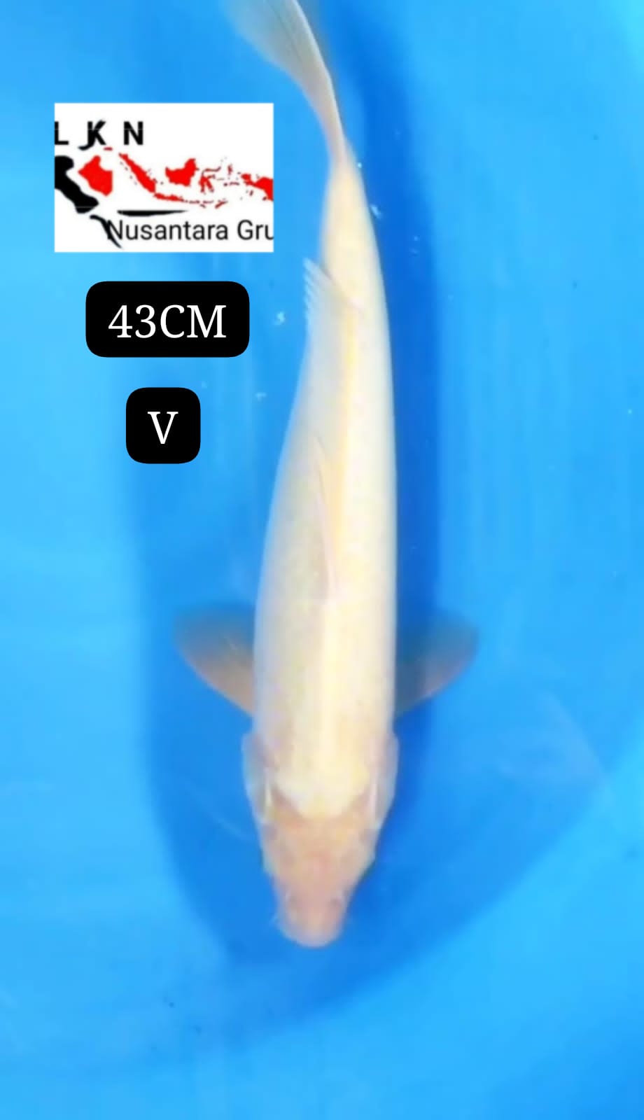 SUPER SHIROMUJI ORIGINAL IKAN TITIPAN DARI OWNER BLITAR 43cm