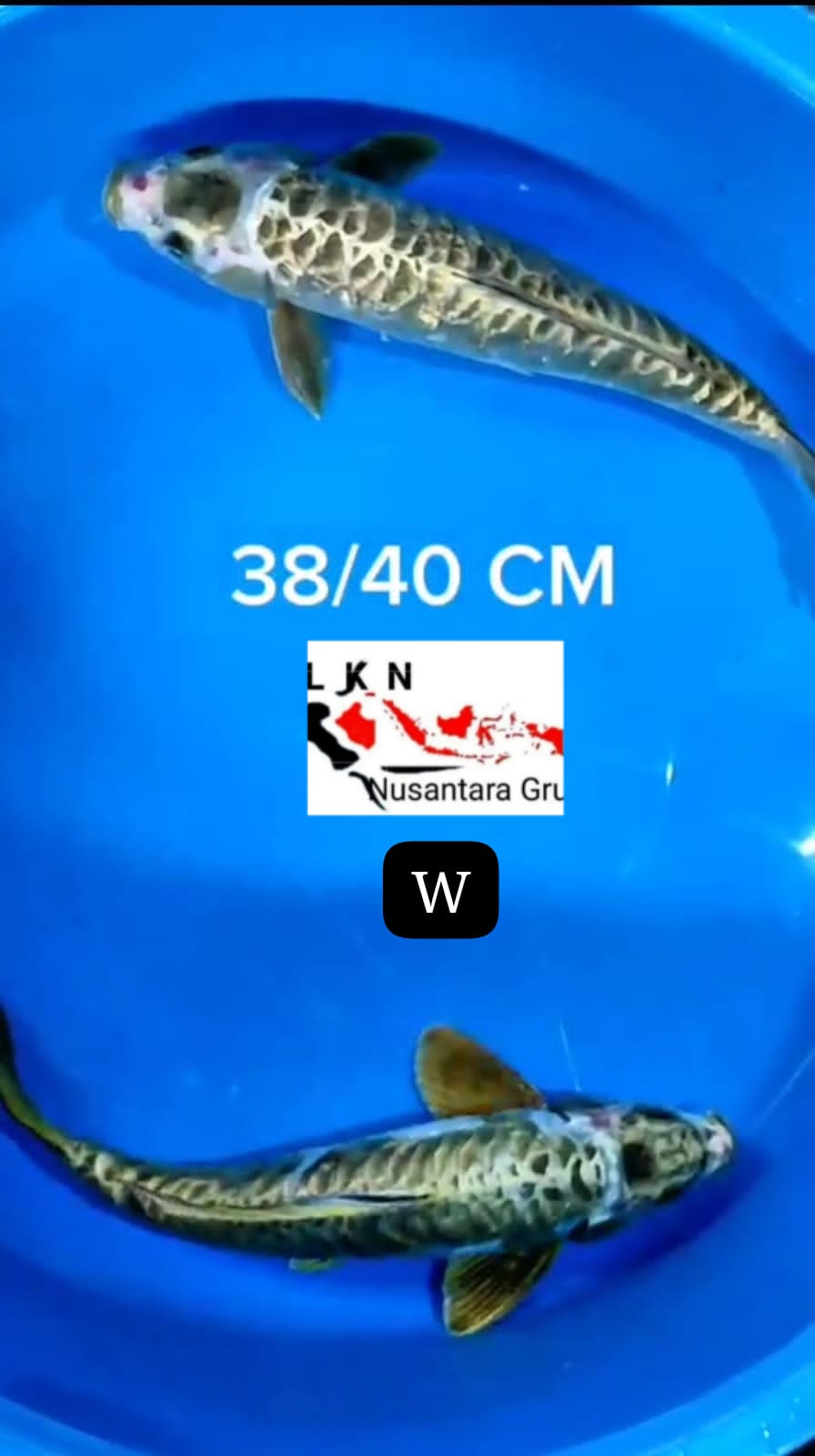 SUPER ANTIKAN ORIGINAL IKAN TITIPAN DARI OWNER BLITAR 3840cm