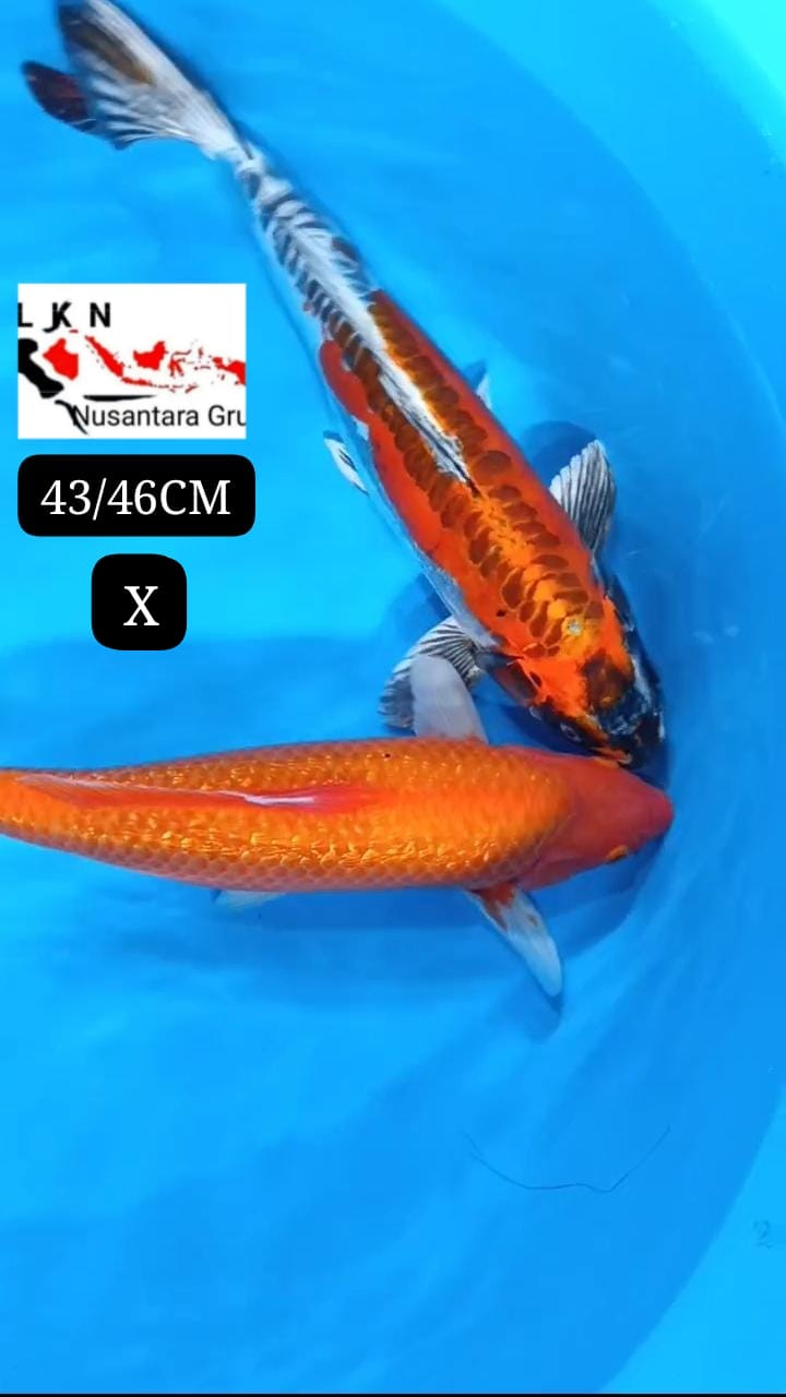 PKT 2 EKOR RED KARASYI GINRIN DAN KIKO ANTIK JUMBOAN ISTIMEWA IKAN TITIPAN OWNER NGANJUK 4346cm