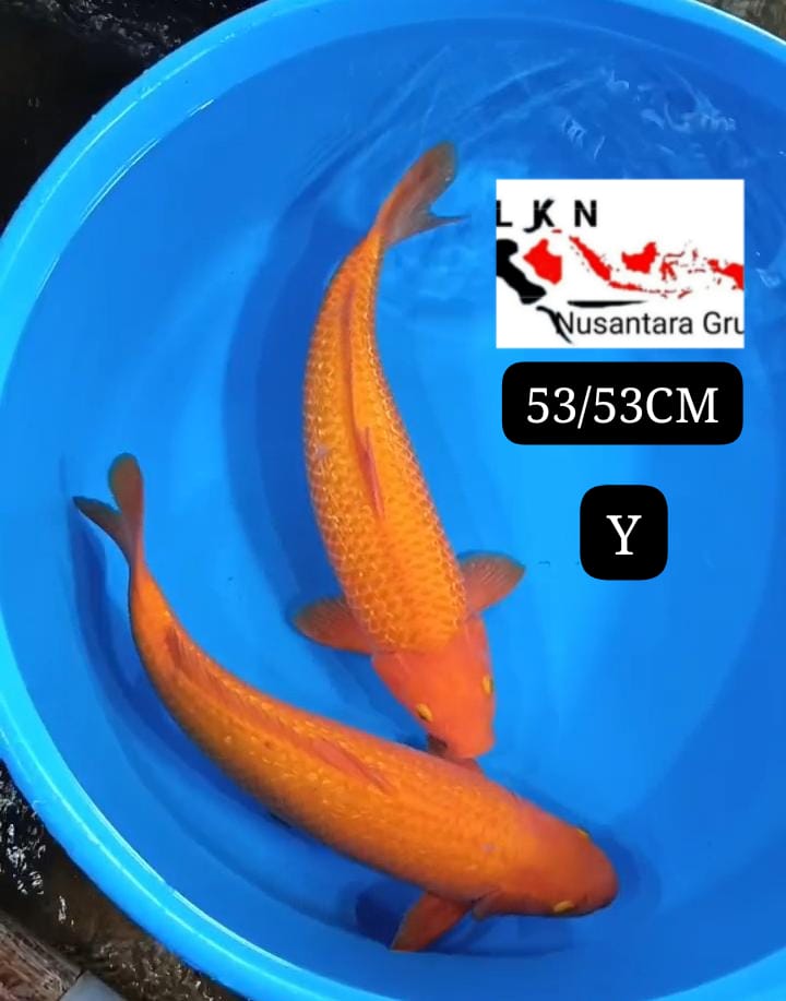 PKT 2 EKOR RED KARASYI GINRIN JUMBOAN ISTIMEWA IKAN TITIPAN OWNER NGANJUK 5353cm