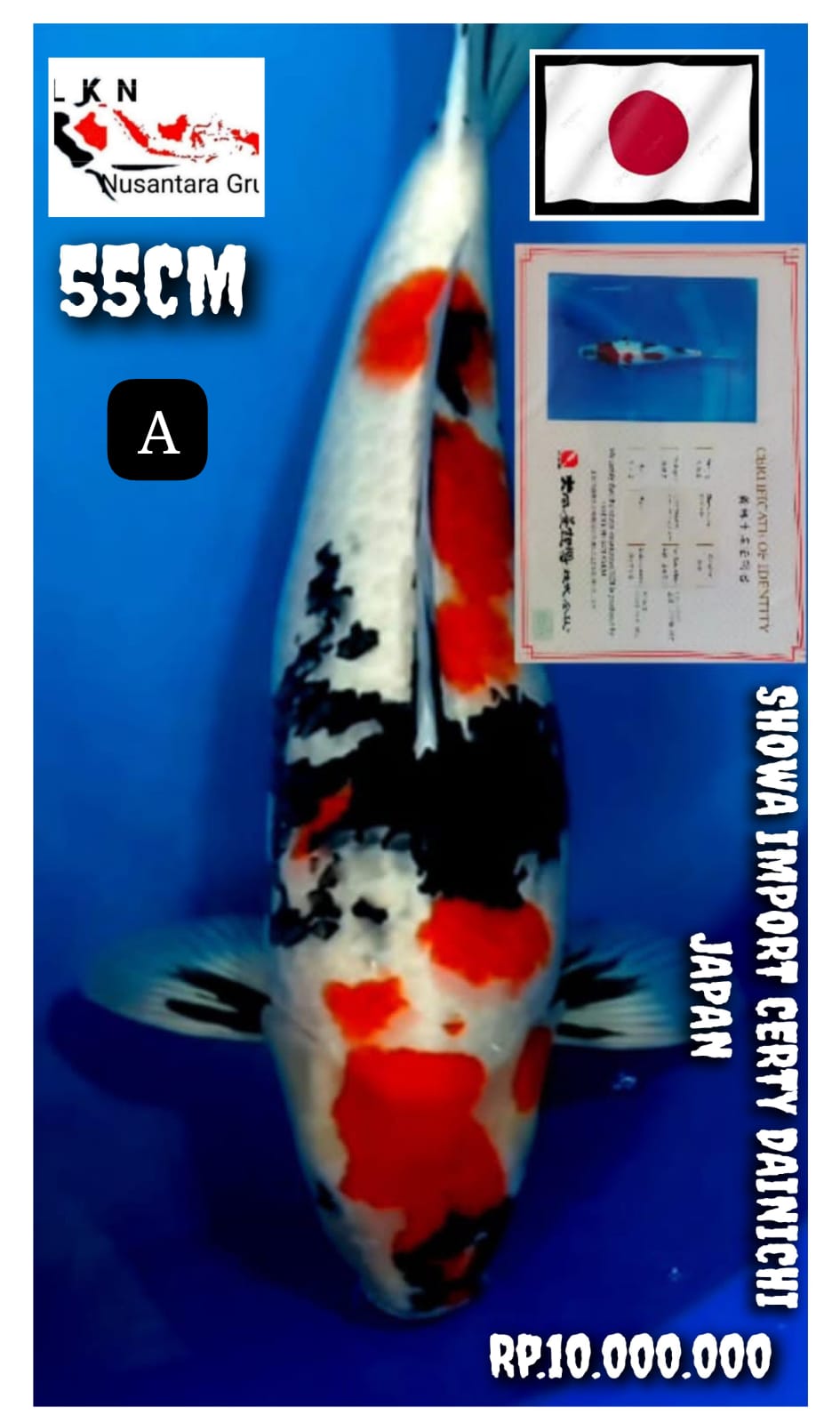 IMPORT SHOWA DAINICHI JAPAN ORIGINAL NISAI JUMBO ISTIMEWA MOHON BACA DESKRIPSI IKAN TITIPAN DARI OWNER CIKARANG 55cm