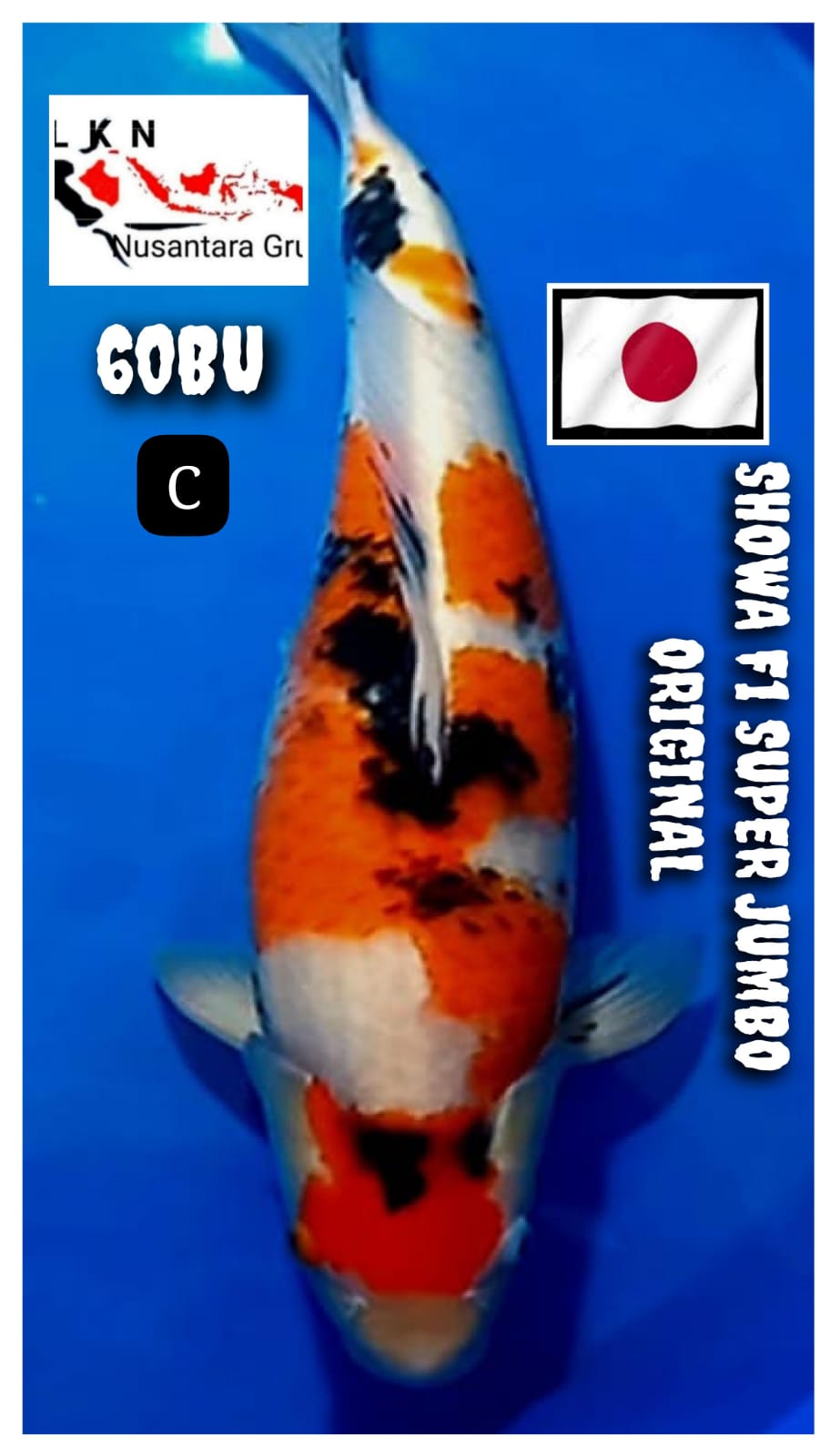 F1 SHOWA SUPER MONSTER KOLAM SULTAN ISTIMEWA MOHON BACA DESKRIPSI IKAN TITIPAN DR OWNER CIKARANG 60BU 59cm