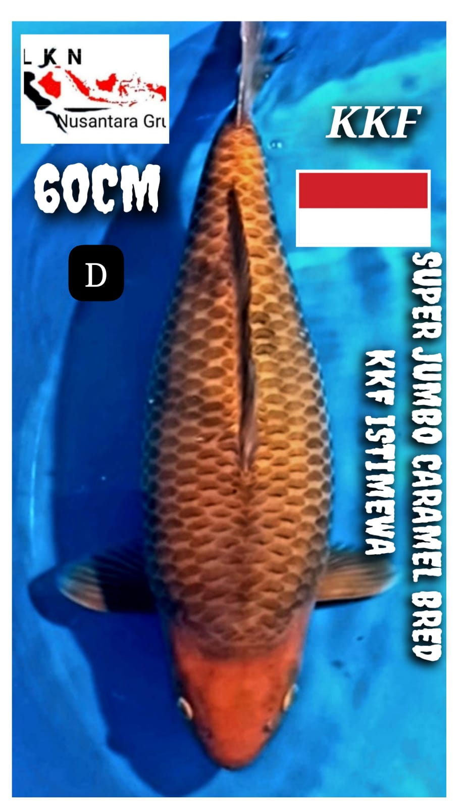 SUPER JUMBO CARAMEL BODY ISTIMEWA BRED KKF MOHON BACA DESKRIPSI IKAN TITIPAN OWNER CIKARANG 60cm