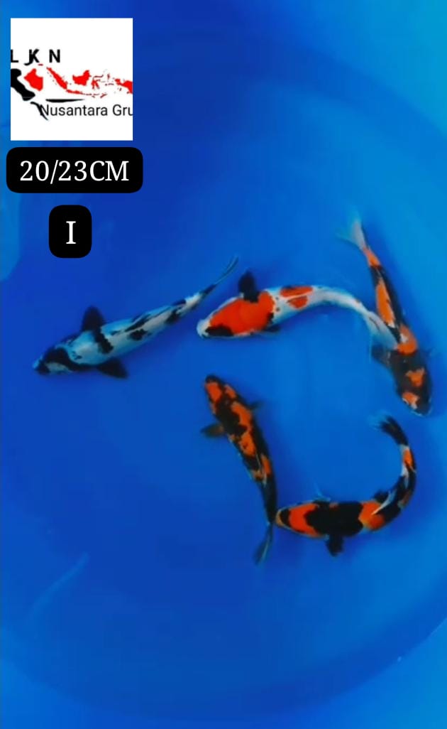 PKT 5 EKOR MINION SHOWA SHIRO CALON SQ JOS MOHON BACA DESKRIPSI IKAN BY OWNER BOJONEGORO 2023cm