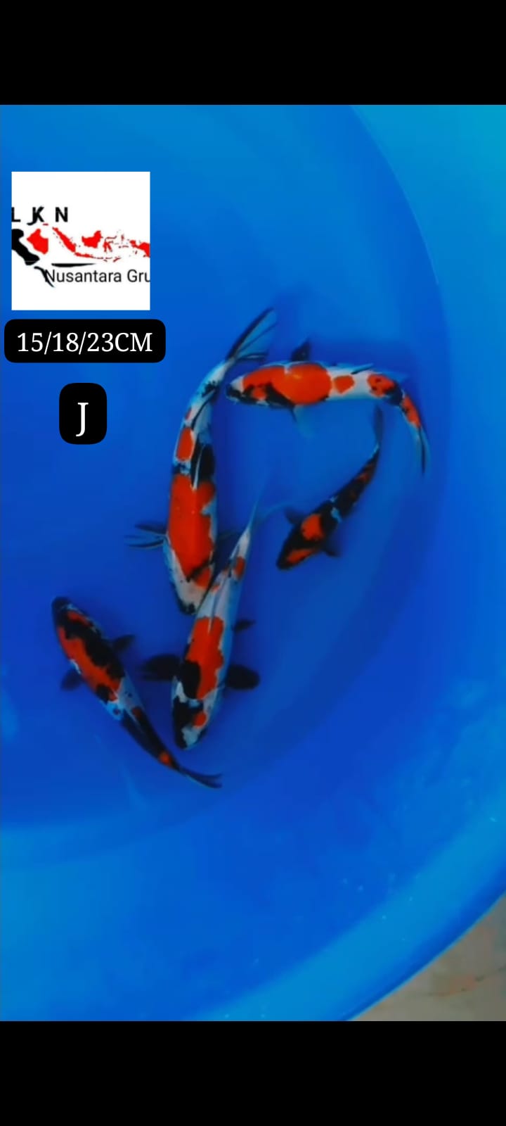 PKT 5 EKOR SHOWA DOIT DAN SISIK MOHON BACA DESKRIPSI IKAN BY OWNER BOJONEGORO 151823cm