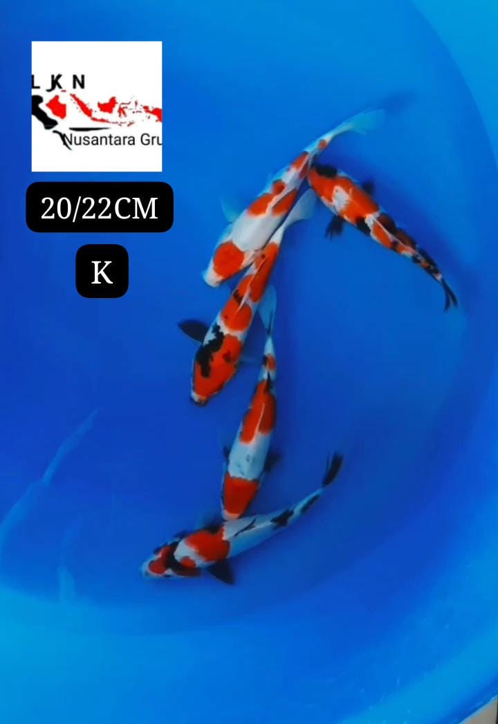 PKT MINION 5 EKOR SHOWA ORIGINAL MOHON BACS DESKRIPSI IKAN BY OWNER BOJONEGORO 2022cm