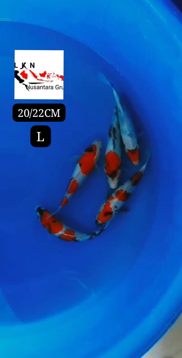 PKT MINION 5 EKOR SHOWA ORIGINAL MOHON BACS DESKRIPSI IKAN BY OWNER BOJONEGORO 2022cm