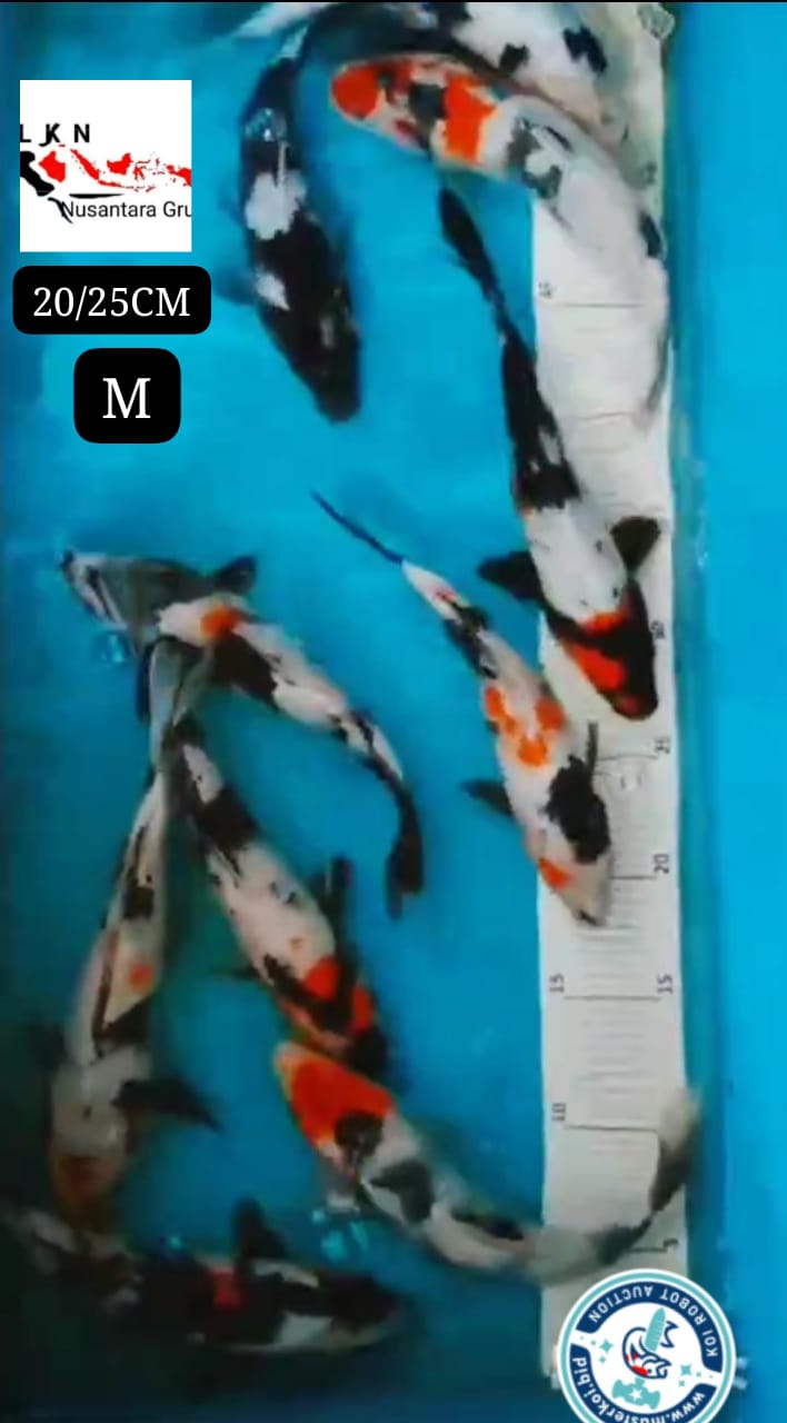 PKT MIX 11 EKOR SHOWA SHIRO IKAN DI OWNER BOJONEGORO 222325cm