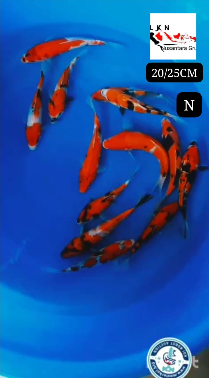 PKT MIX 13 EKOR SHOWA ORIGINAL IKAN DI OWNER BOJONEGORO 2225cm